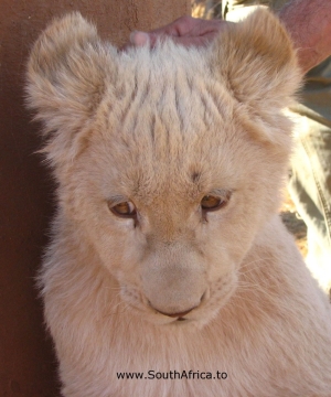 Some of the baby cubs at the Lion Park.